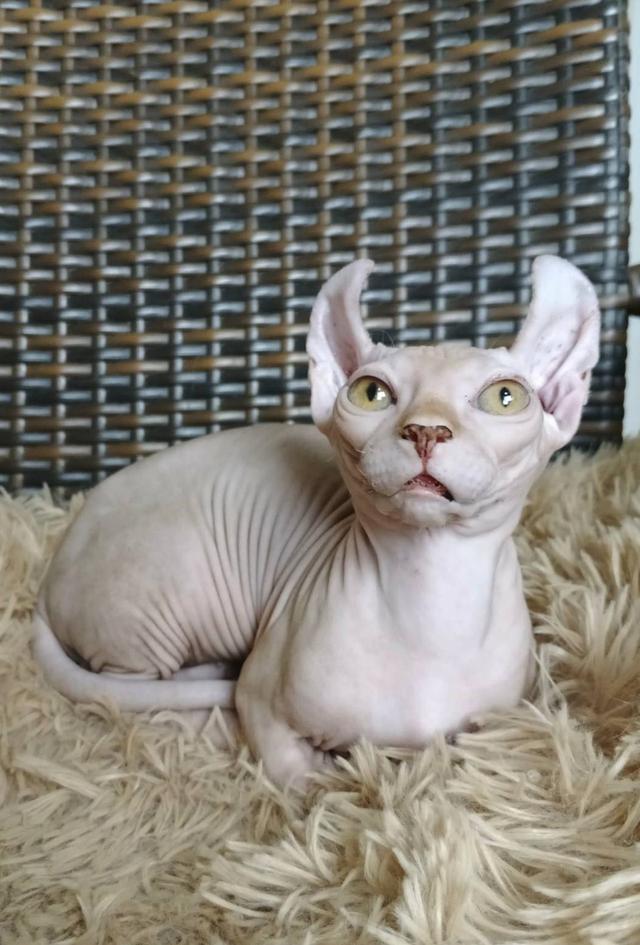 30.แมวดเวล/เพศผู้ Dwelf Cat/Male