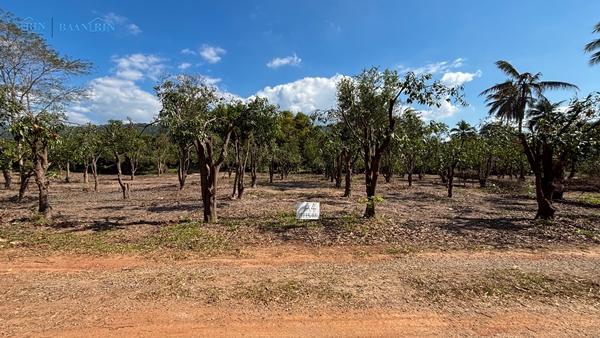 ขายที่ดินเปล่า พร้อมสวนมะม่วง 180 ตร.ว. / 199,999 บ.  097 446 4446 7