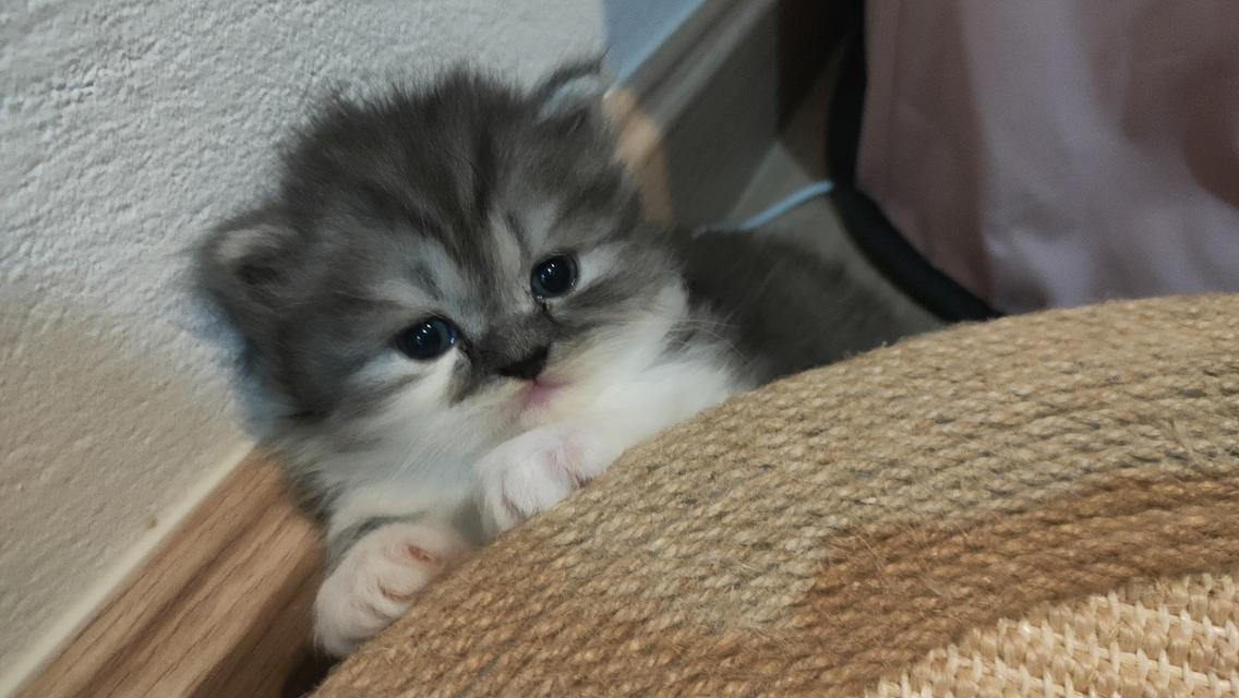 Persian cat เปอร์เซียแท้ 9