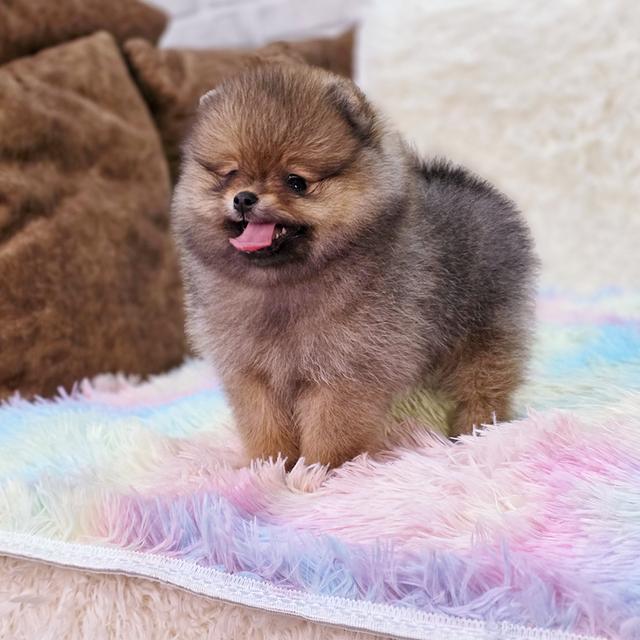 ปอมแท้ฟอร์มหมีไซส์เล็กสีส้มเพศเมียพร้อมย้ายบ้าน 7