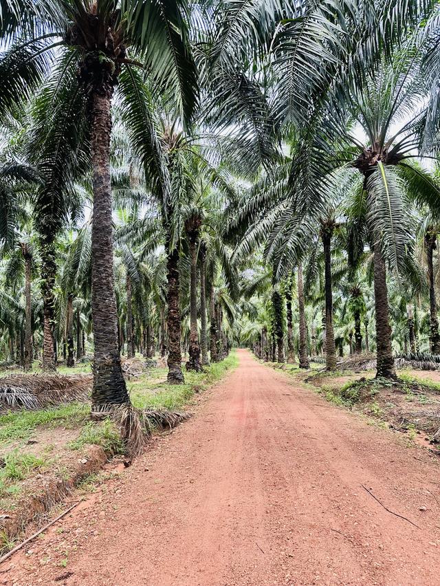 🌴 ขายสวนปาล์ม(โฉนด)พร้อมเก็บเกี่ยว อ.ปะทิว จ.ชุมพร 🌴 5