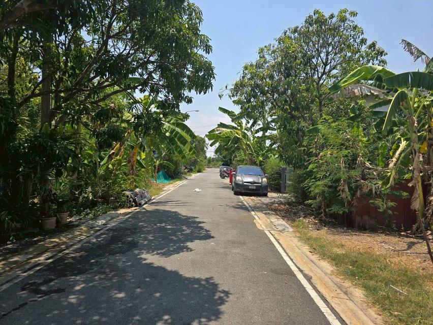 ขายด่วนที่ดินใกล้วัดเต็มรักสามัคคี 52 ตรว ติดถนนลาดยางสาธารณะ บางคูรัต บางบัวทอง นนทบุรี 5