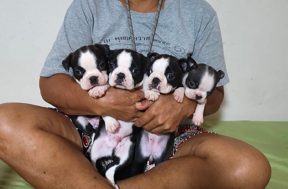 ลูกสุนัข Boston Terrier อ้วนๆ