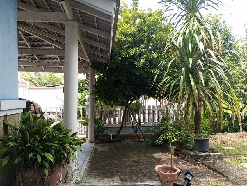 บ้านเดี่ยวหลังใหญ่  คนชอบต้นตอไม้ 5