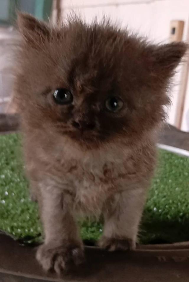 น้องแมวเปอร์เซีย 3