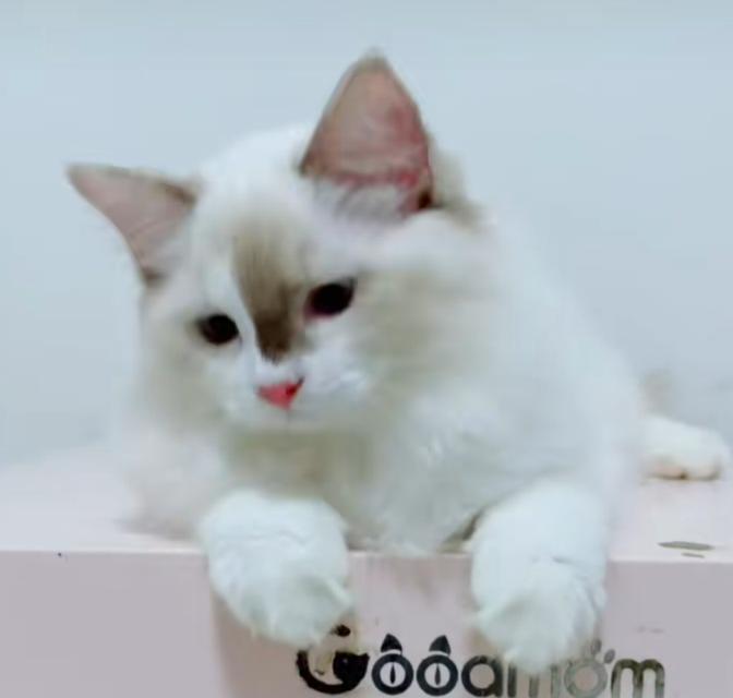 แบ่งเลี้ยง Regdoll แร็คดอลล์ ระดับ สีตา deep blue 16
