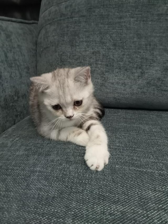 แมวสก็อตติช