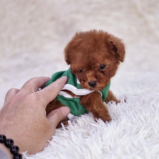 พุดเดิ้ลทอยสายพันธุ์แท้