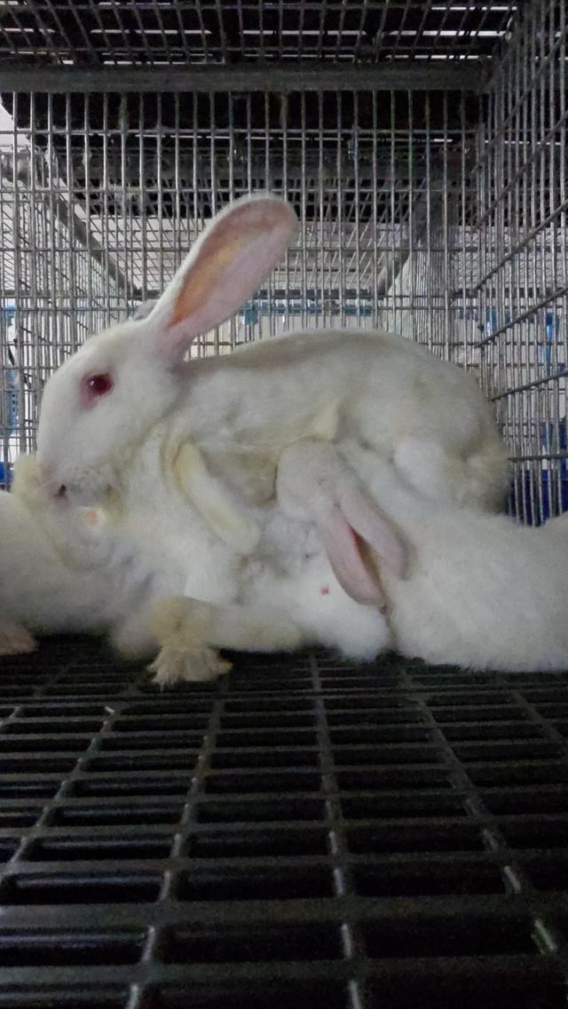 กระต่ายมินิเร็กซ์,ฮอลแลนด์ลอป,นิวซีแลนด์ไวท์ 6