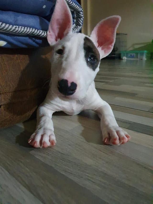 ปล่อยด่วน Bull Terrier 3