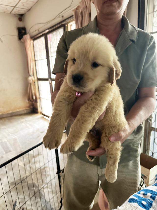 ลูกสุนัข Golden retriever แท้ 6