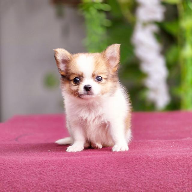 น้องเตตัสChihuahuaขนยาวหนุ่มหล่อไซส์เล็กน่ารักมาก 5