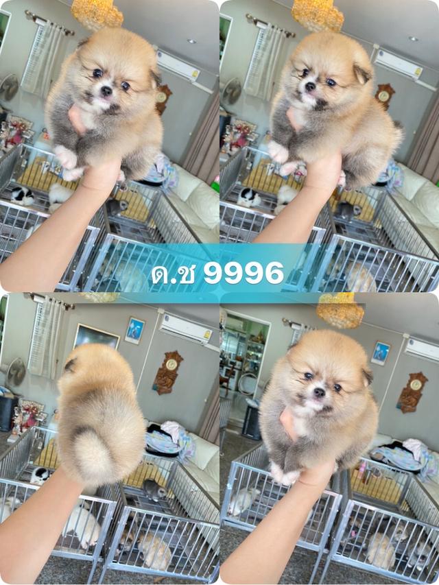 ลูกปอมปอมแท้ มีบริการจัดส่ง แถมอาหารพร้อมเลี้ยง