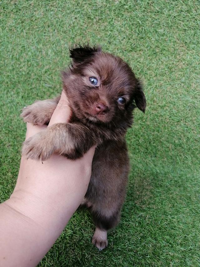 ปอมชิวาว่า พร้อมย้าย รูปที่ 8