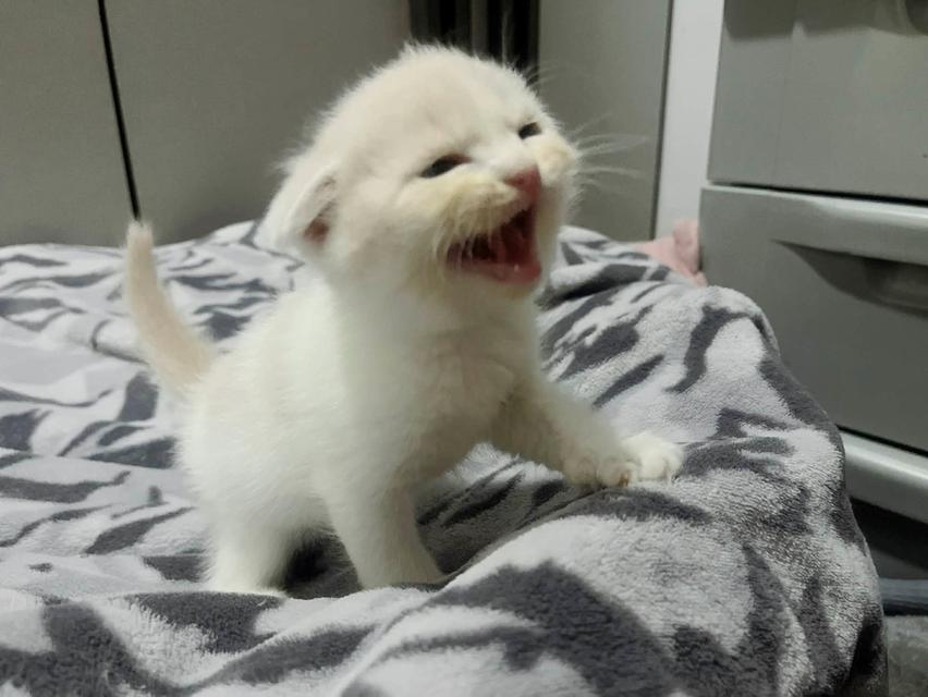 น้องแมวสก๊อตติสหูพับเพศผุ้ รูปที่ 6