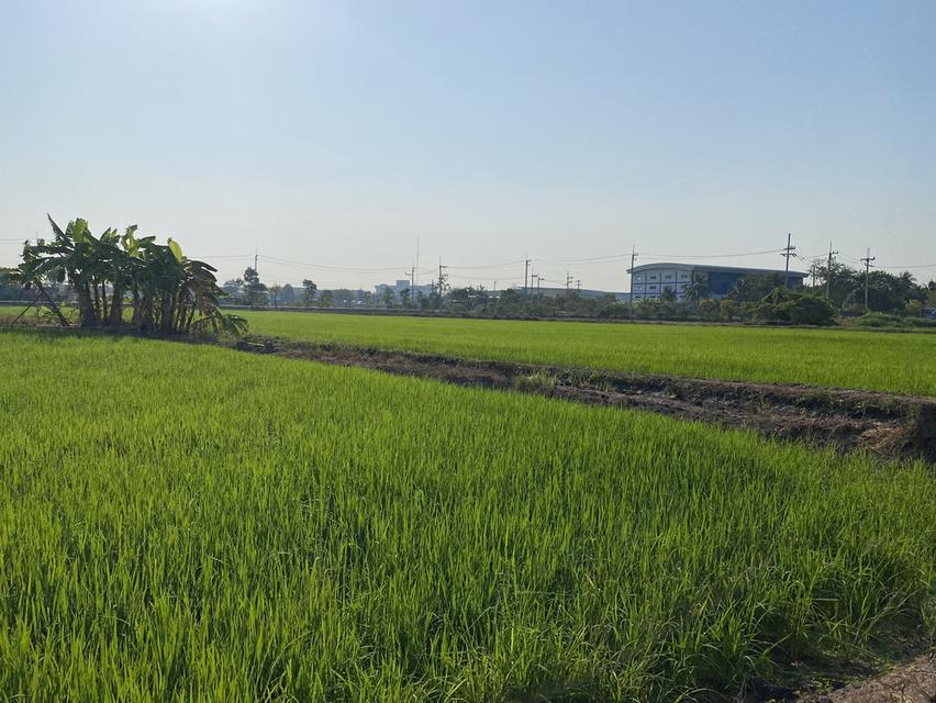 ขายที่ดิน 15-2-37.5 ไร่  หลังเซ็นทรัลศาลายา สามพราน นครปฐม  ที่สวย หน้ากว้าง ติดถนนคอนกรีตกว้าง 6.5 ม.  หลังติดคลอง สะดวก เข้าออกได้หลายทาง ทั้งบรมราช 8