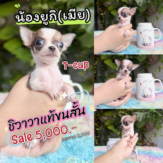 ชิวาวาแท้ ทีคัพ ขนสั้น เพศเมีย