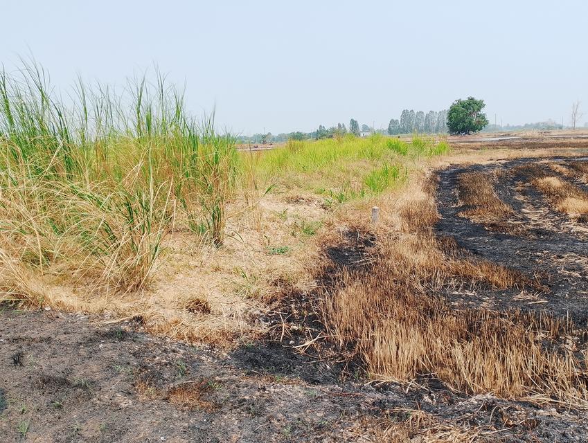 ที่ดิน1ไร่ ถมแล้ว2งาน โฉนดครุฑแดง 350000  ที่อำเภอบางระกำ บ้านบางชัน สนใจ'โทร 0617752496 5