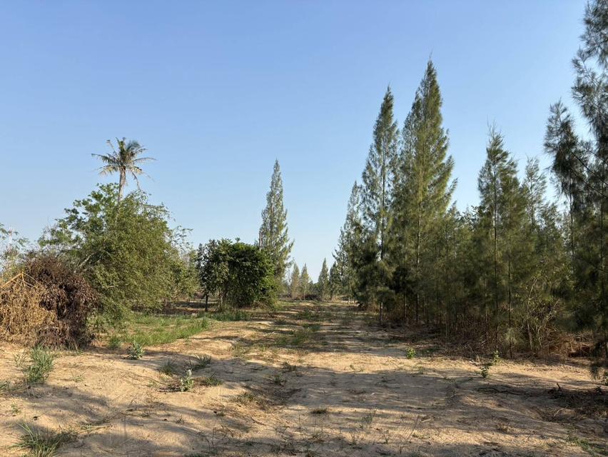 ขายที่ดินเปล่า หัวหิน ทับใต้ 12-3-13 ไร่ ติดถนน ทำเลดี ใกล้แม็คโคร ปราณบุรี 10