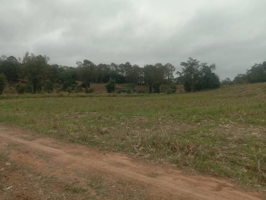 ที่ดินเปล่า 20 ไร่ๆละ 5 แสน แบ่งขายได้ คลองสอง วังน้ำเขียว 15