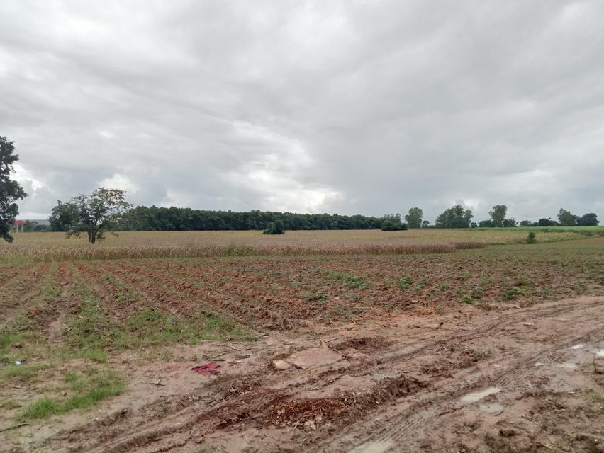 ขายที่ดิน ปักธงชัย ใกล้สหกรณ์ ลาน3 3