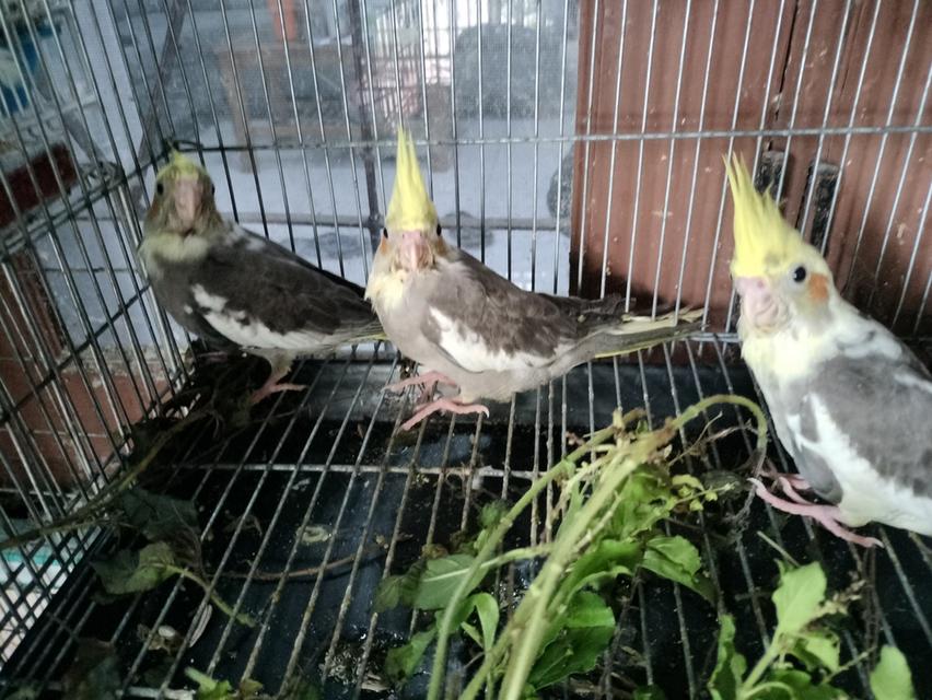 ลูกป้อน 4