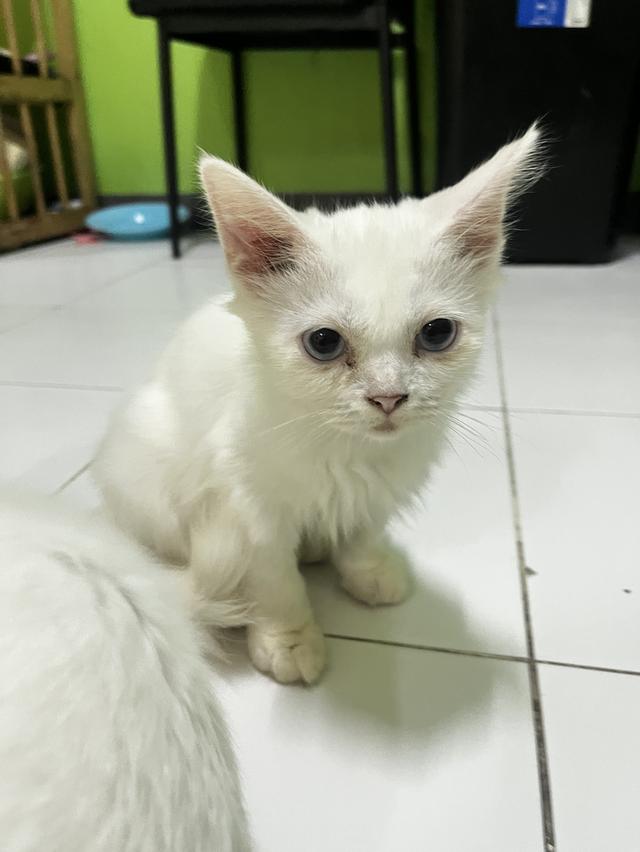 ขายแมวขาวมณีแมวเด็กด่วน รูปที่ 6