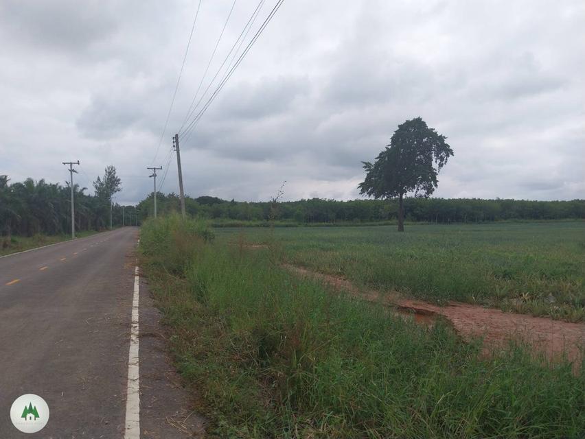 ขายที่ดินโฉนด สวนผึ้ง ไร่ละ 320,000 เนื้อที่ 61 ไร่ วิวเขาสุดสวย 7