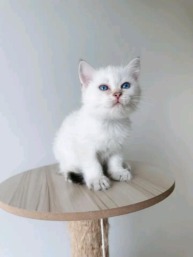 แมวสก็อตติชโฟลด์ สีขาววว 2