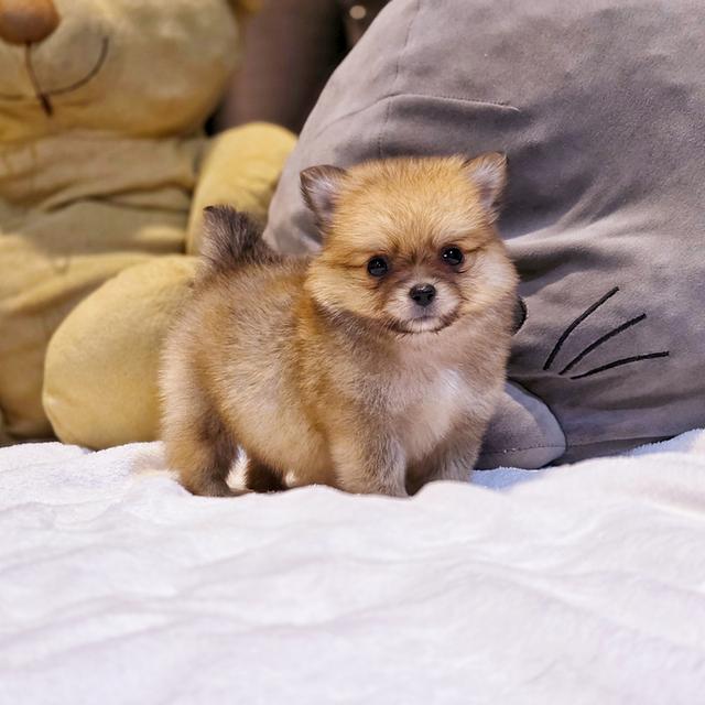 น้องคูเปอร์ปอมชิ ขาสั้นฟอร์มสวยตัวเล็กน่ารักมาก