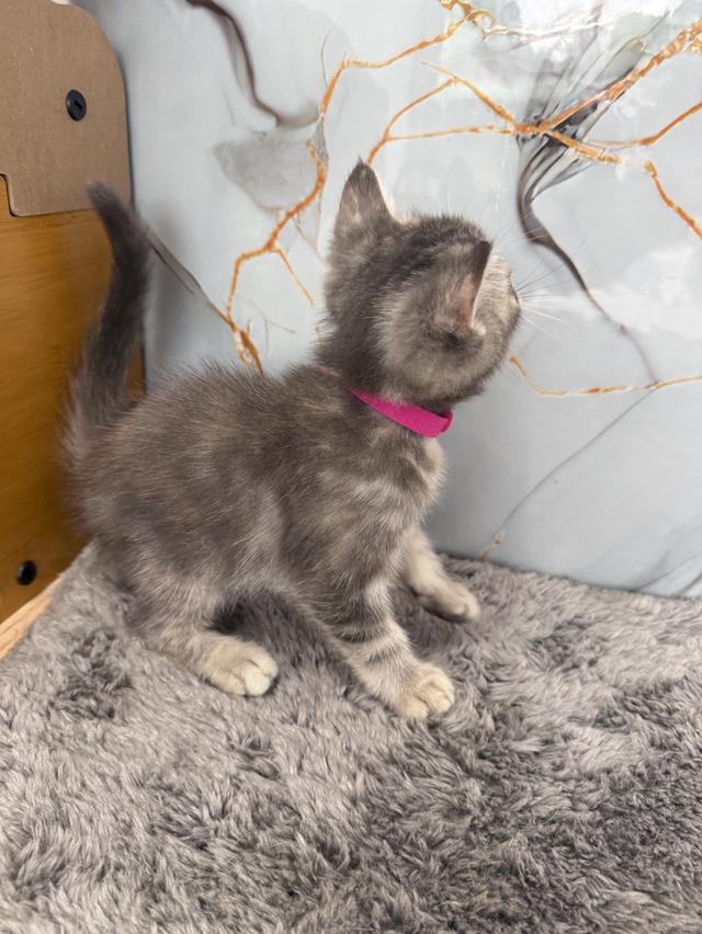 ลูกแมวสายพันธุ์สก๊อตติช 5