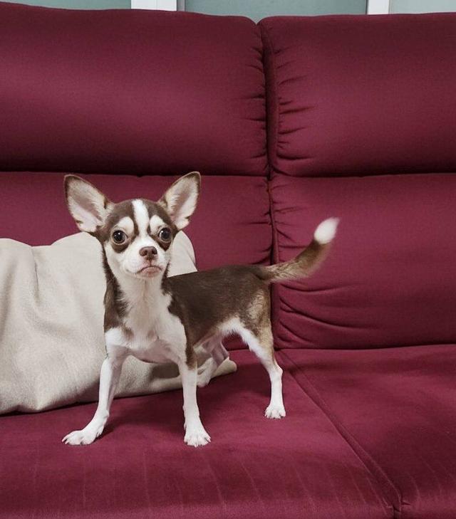 หนุ่มน้อยมาคร์ไซ ชิวาวา 2