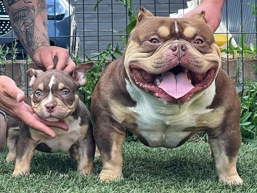 American Pittbull puppies for sale รูปย่อยที่ 3