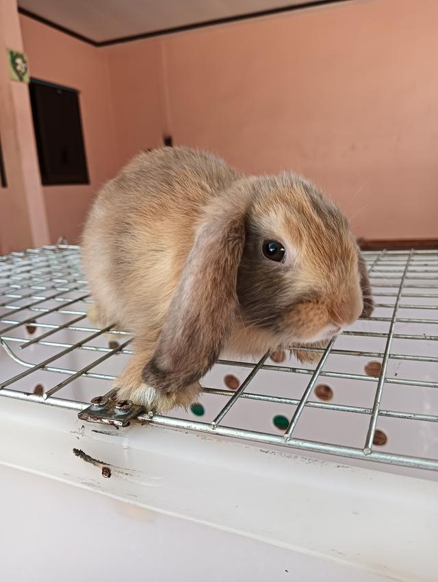 ลูกกระต่ายทุกสายพันธุ์ รูปที่ 10