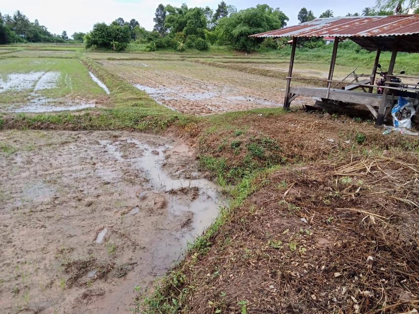 ที่ดิน 8ไร่1งาน12ตารางวา 4