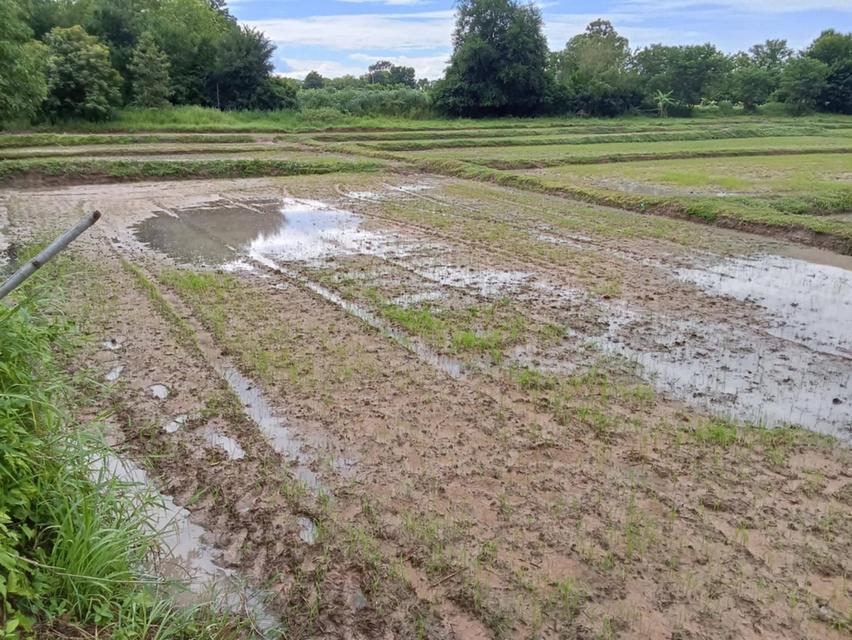 ที่ดิน 8ไร่1งาน12ตารางวา 3