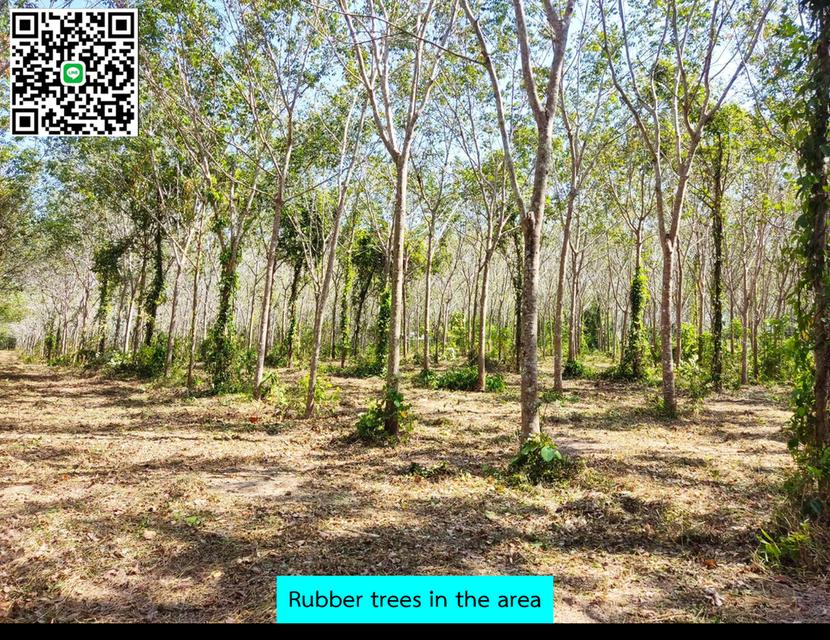Land for Sale in Phuket – Ideal for Investment! Only 15 Minutes from Phuket International Airport!
