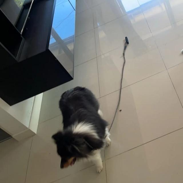 ขาย Shetland Sheepdog สองตัว 3