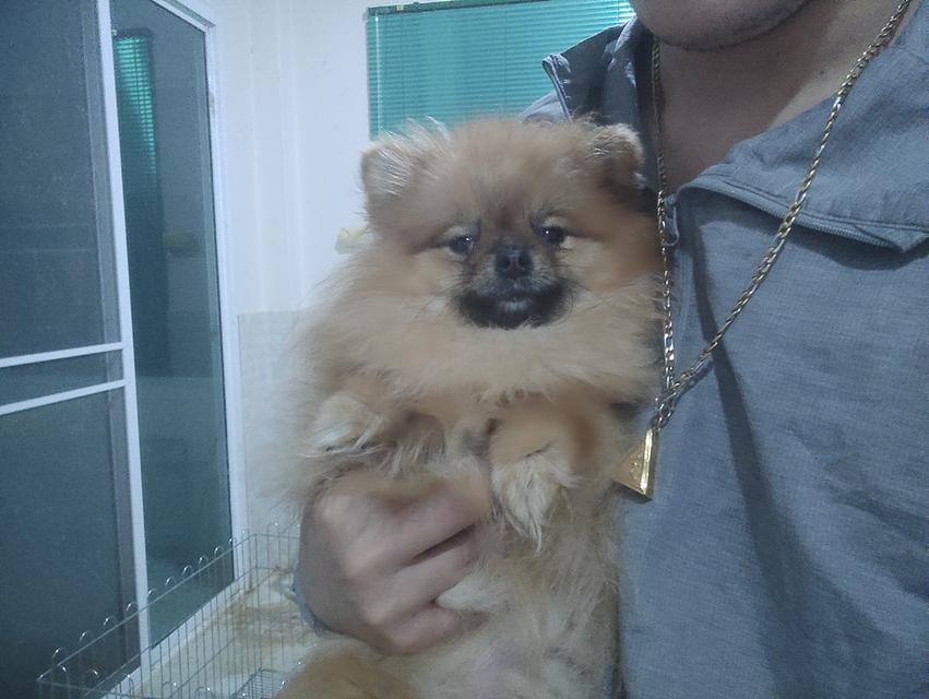 ด่วน!!!ขายลูกปอม 11 เดือนสายเลือดดีมาก ราคา 16,000  4