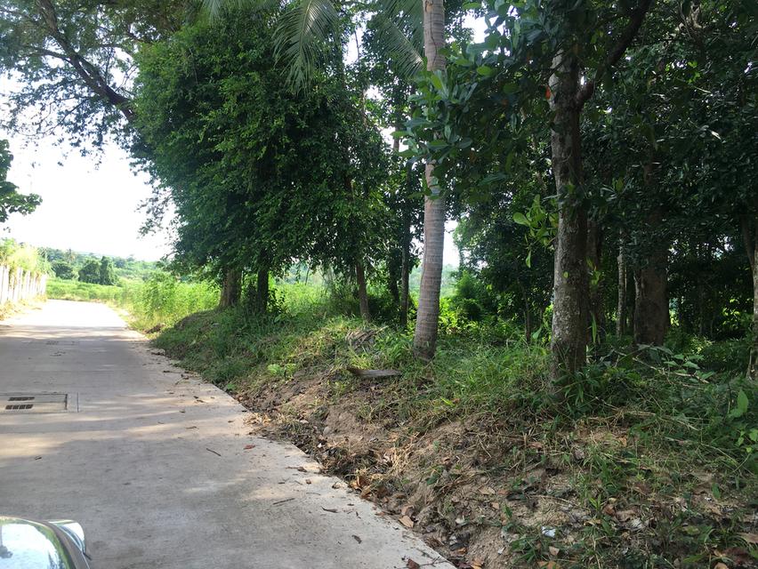ขายที่ดินหนองขาม ศรีราชา ชลบุรี เนื้อที่ 9-1-84ไร่ หน้ากว้าง 90เมตร ลึก 180เมตร ที่ดินพื้นที่สีเหลืองอ่อน ผังเมือง EEC ใกล้นิคมปิ่นทอง3 4