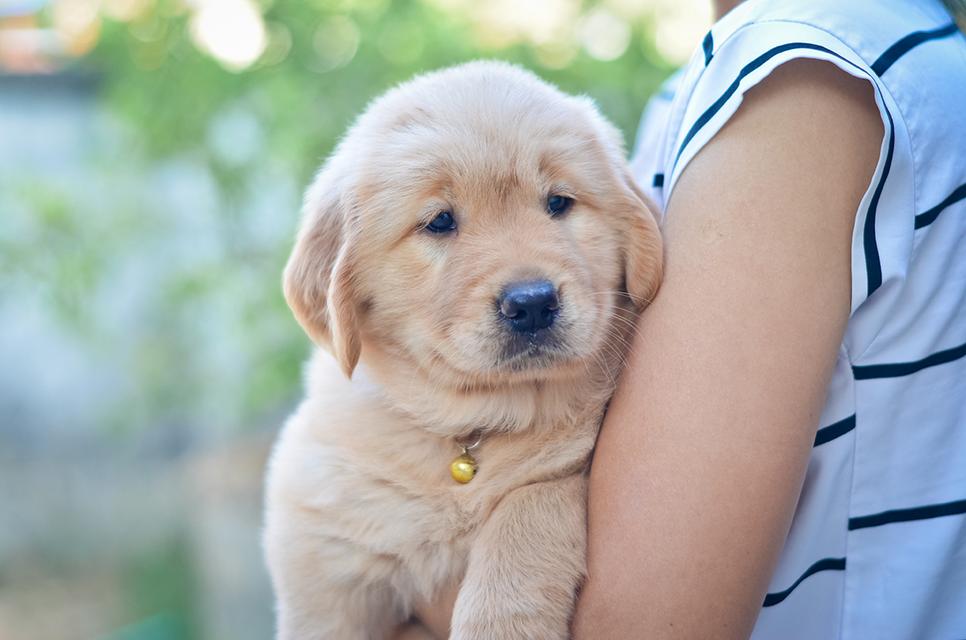 ขายลูกโกลเด้นแท้ ลูกโกลเด้นรีทรีฟเวอร์ พร้อมส่งลูกค้า กรุงเทพฯ นนทบุรี ปทุมธานี สมุทรปราการ ชลบุรี ระยอง โคราช สระบุรี ฉะเชิงเทรา นครนายก ฯลฯ รูปที่ 2