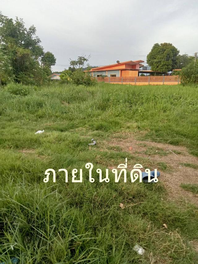 ขายที่ดิน 189 ตรว ต.ตาลเดี่ยว อ.แก่งคอย ห่างถนนแก่งคอยบ้านนา 1.3 กม ขาย7 แสนบาท 6