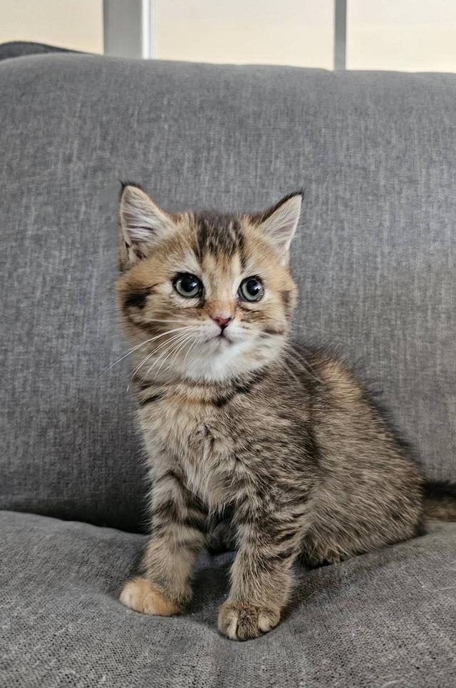 โคโค่ สก็อตติชโฟลด์แท้ 5