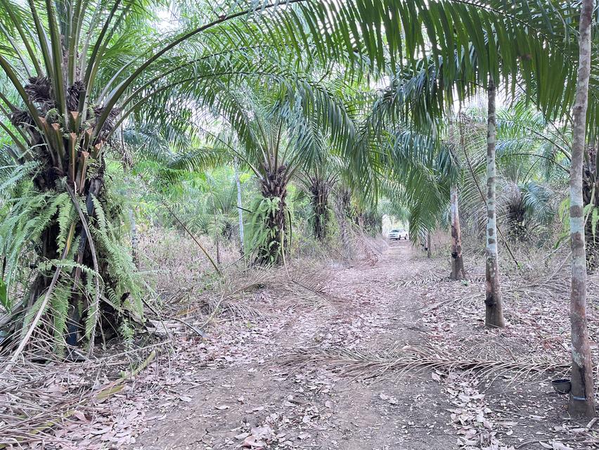 ขายที่ดิน9ไร่2งาน76ตารางวา ราคา 3,330,000 รูปย่อยที่ 5