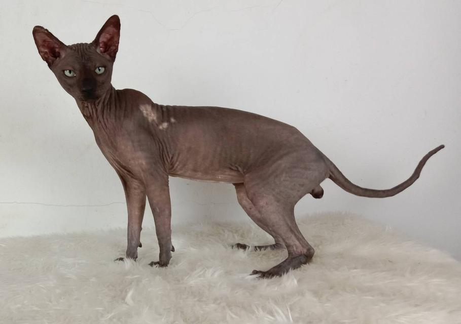 15.แมวสฟิงซ์/เพศผู้ หาบ้าน Sphynx Cat/Male looking for a new home 4