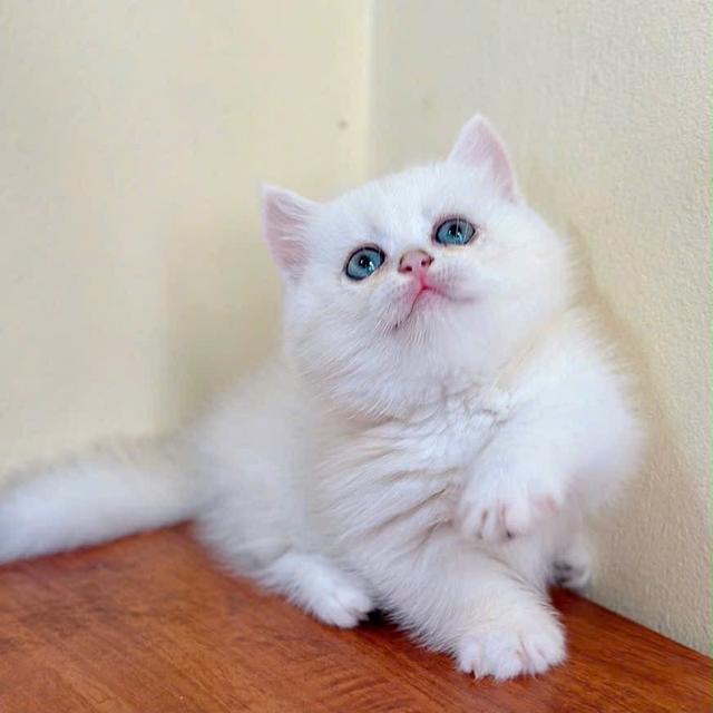 แมวมันช์กิ้น Munchkin ns