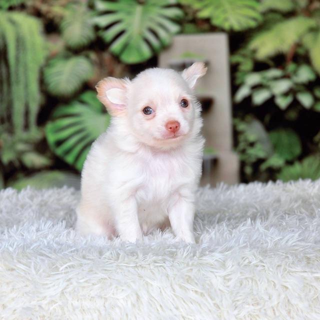 ชิวาวาแท้ เพศผู้ ขนยาว รูปที่ 11