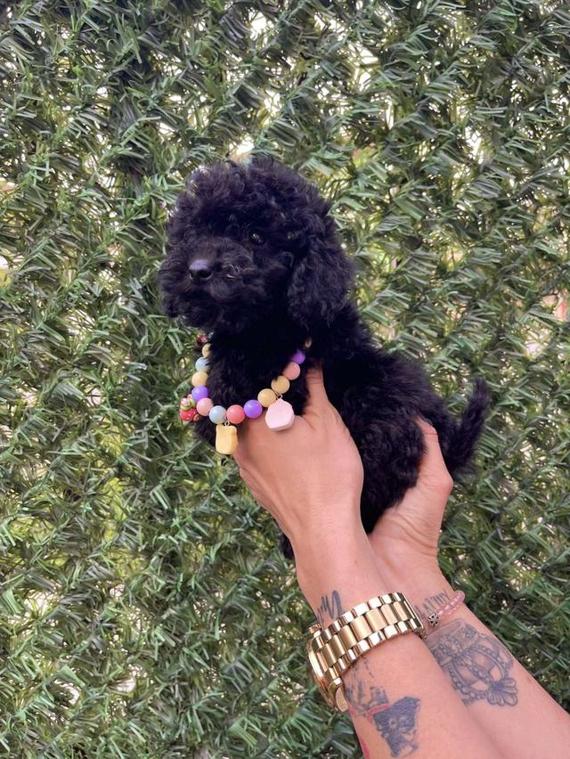 Poodle puppies  WhatsApp me : +66 63 826 3042 รูปที่ 3