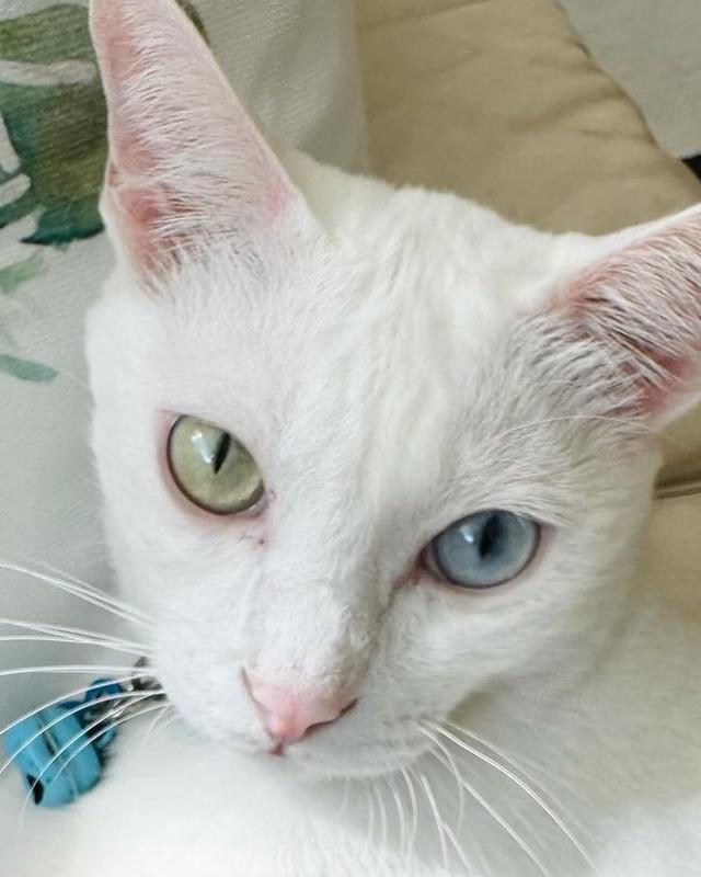 แมวขาวมณีตาสองสี สุดน่ารัก 3