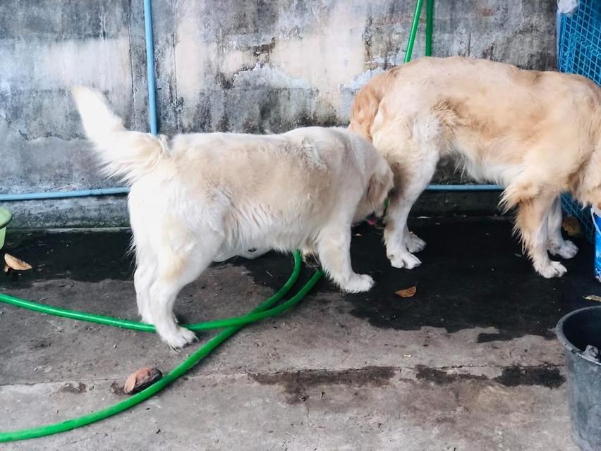 สุนัข White Golden Retriever นำเข้า 3